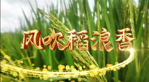 紵